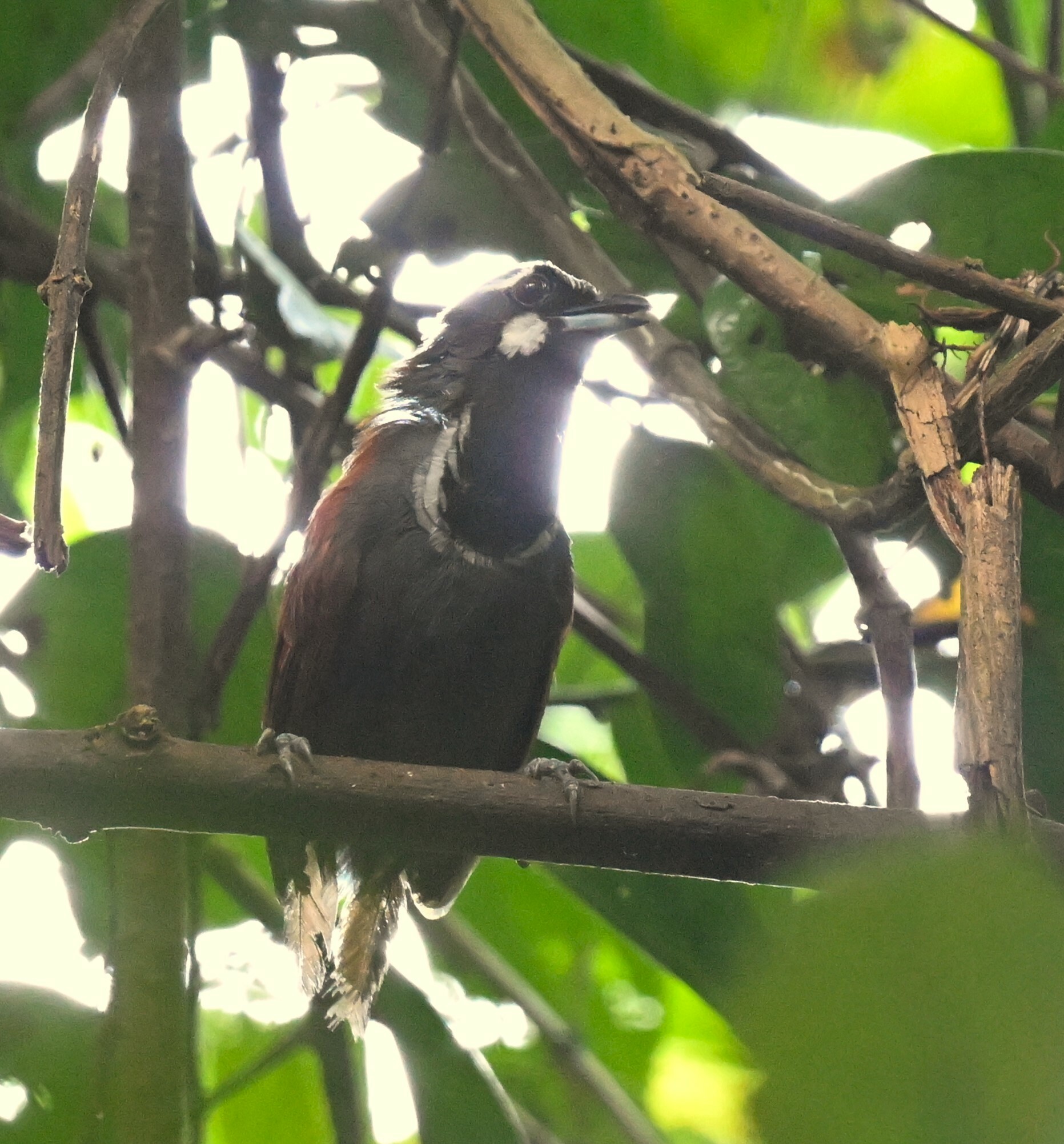 Black-throated Babbler (Stachyris nigricollis), photo 2