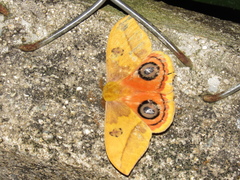 Automeris jucunda