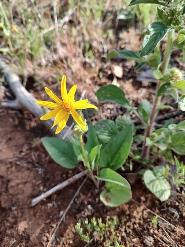 heartleaf arnica (Arnica cordifolia)