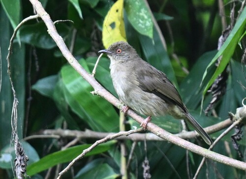 Asian Red-eyed Bulbul (Pycnonotus brunneus)