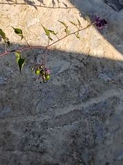 Solanum dulcamara