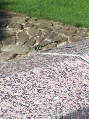 Melligomphus viridicostus