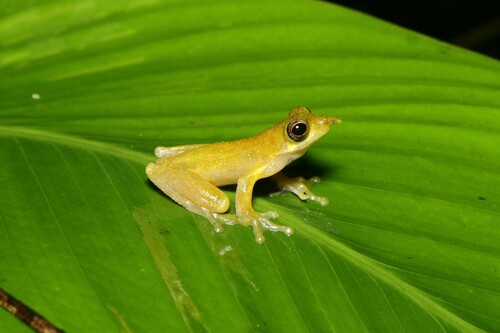 Litoria pronimia, 2024-12-13