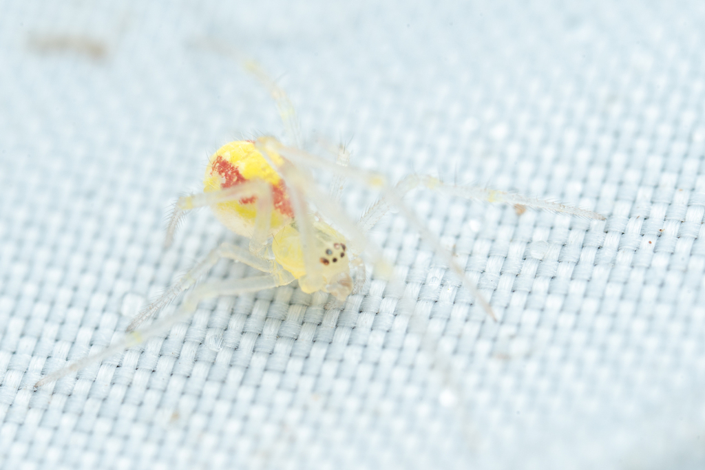 Theridion californicum