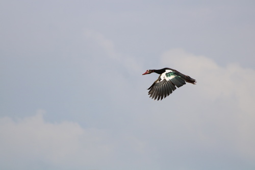 Spur-winged Goose