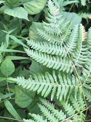 Pteridium aquilinum