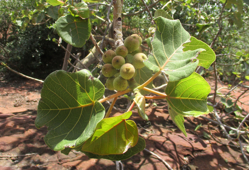 Large-leaved rock fig