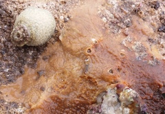 Amblychilepas nigrita