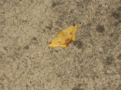 Nepheloleuca complicata