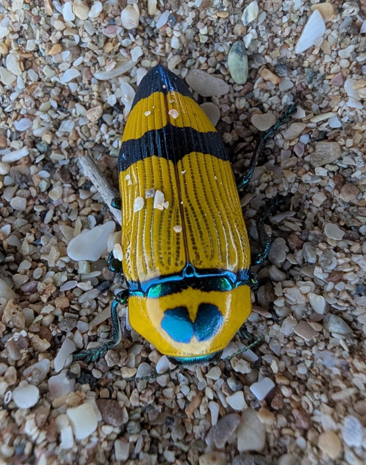 Superfamily Buprestoidea · iNaturalist