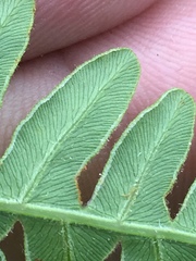 Pteridium aquilinum