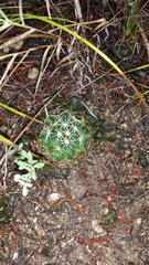 Escobaria missouriensis