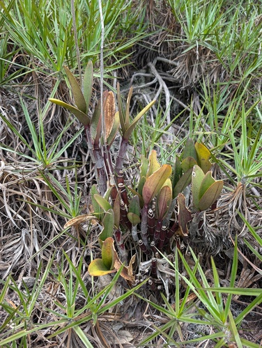 Cattleya elongata, photograph 5