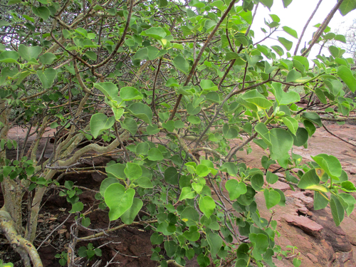 Small-leaved rock fig