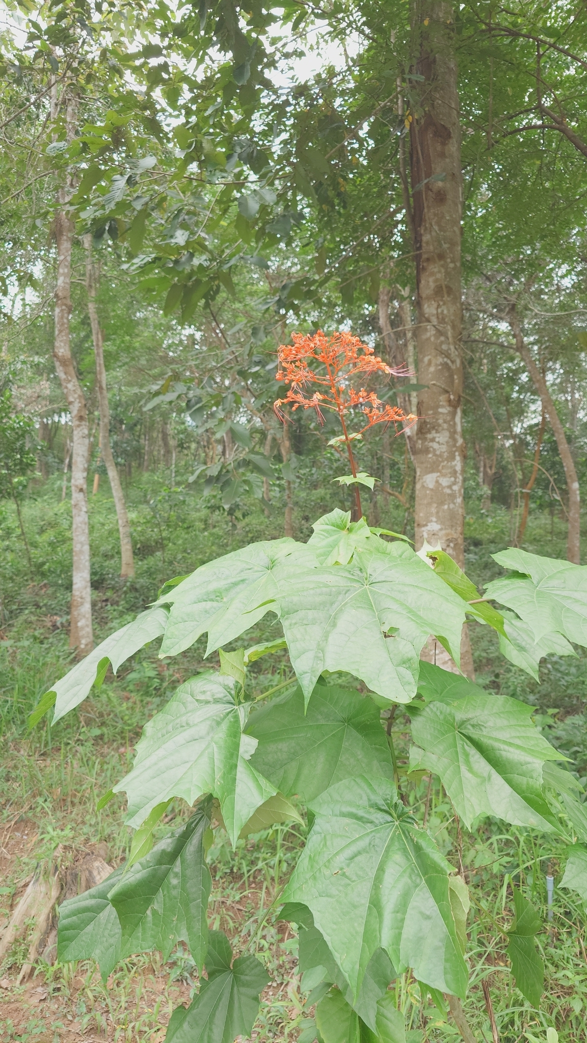 Clerodendrum japonicum (Clerodendrum japonicum)