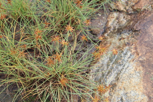 Image of Cyperus amabilis by no rights reserved