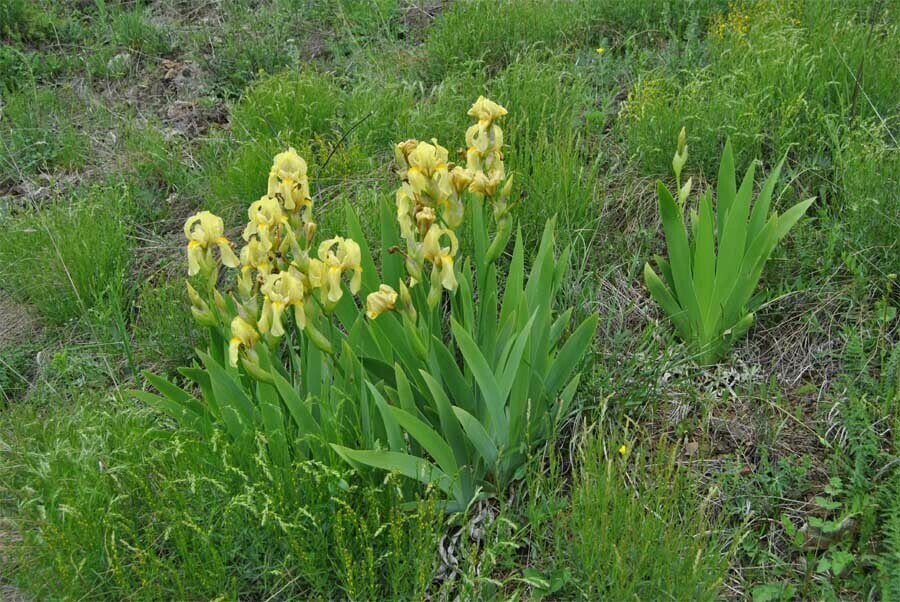 Iris imbricata