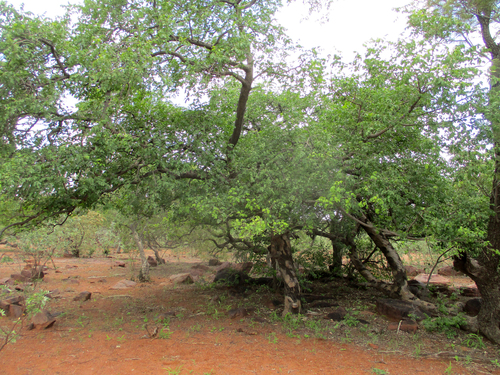Foto de Cajá africano