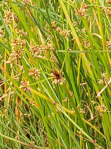 Image of Isolepis prolifera by (c) naturewatchwidow, some rights reserved (CC BY)