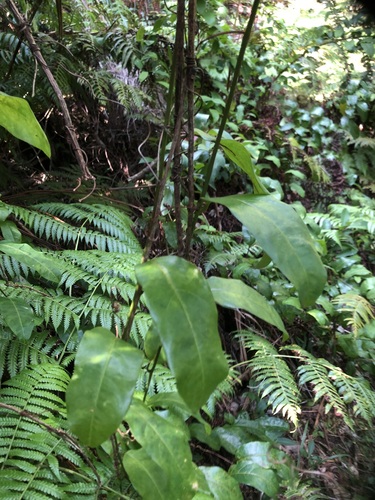 Foto de Maracujá-de-árvore