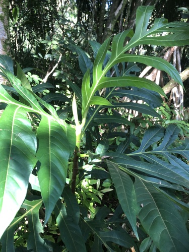 Artocarpus altilis observed 2025-01-05