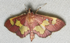 Colomychus talis