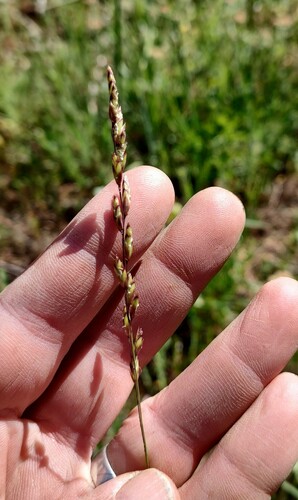 purple onion grass (Melica spectabilis)