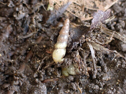 Subulina octona observed 2025-01-05