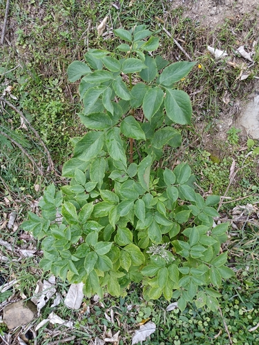 Foto de Sabugueiro