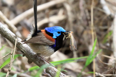 Variegated Fairywren photo 5