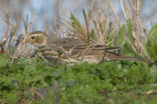 Bisbita pechianteado (Anthus rubescens)