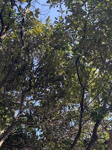 Foto de Pitomba?