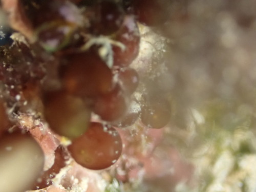 Botryocladia observed 2025-01-05