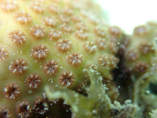 Cyphastrea agassizi observed 2025-01-05