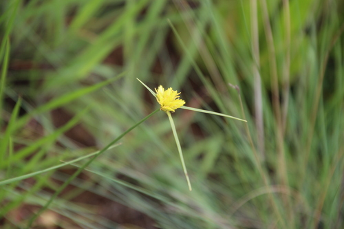 Image of Golden Sedge (Cyperus sphaerocephalus) by no rights reserved