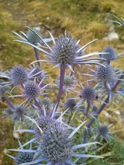 Eryngium bourgatii