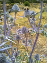 Eryngium bourgatii