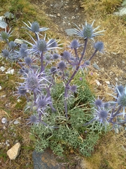 Eryngium bourgatii