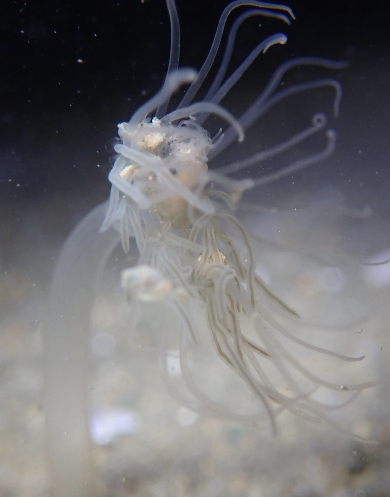 fairypalm hydroid