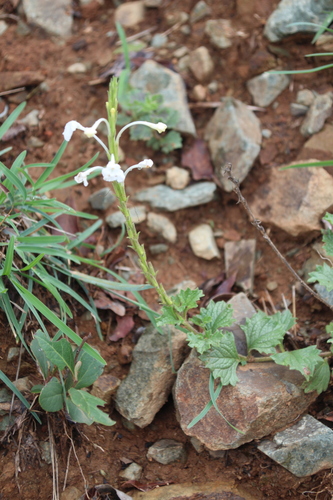 Chascanum hederaceum, photograph 4