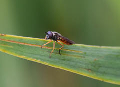 Pyrophaena granditarsis