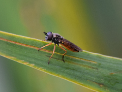 Pyrophaena granditarsis