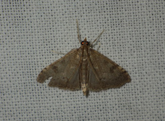Udea prunalis