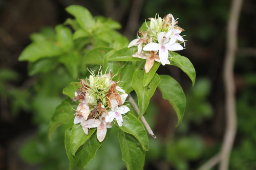 Ruttya ovata