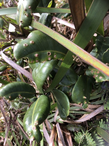 Melicope rotundifolia observed 2025-01-03