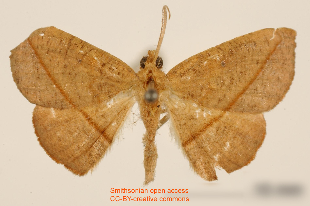 Patalene sordida