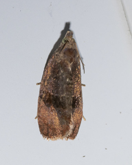 Evora hemidesma