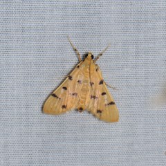 Xanthomelaena schematias