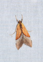 Sagariphora magnificalis