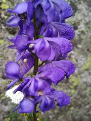 Aconitum napellus